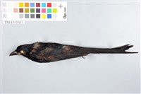 藏品(大卷尾)的圖片